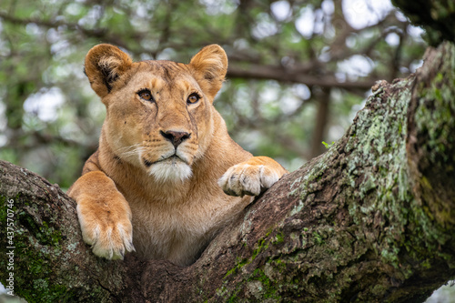 Close-up of a lioness on an acacia tree watching her surroundings carefully, Lake Ndutu, Tanzania, Africa.