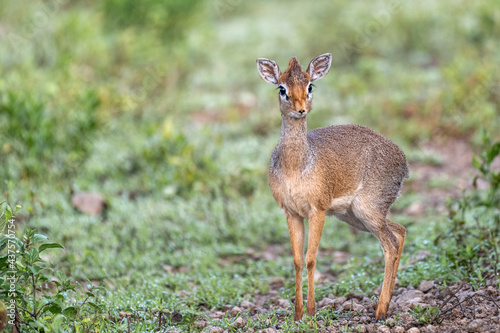 A little dikdik stands attentively in the grass, with big eyes and long eyelashes at Serengeti National Park, Tanzania, Africa. photo