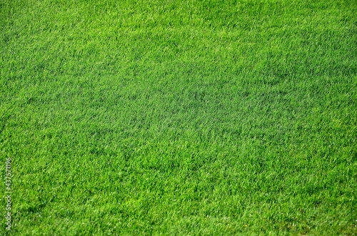 Natural green grass texture for background