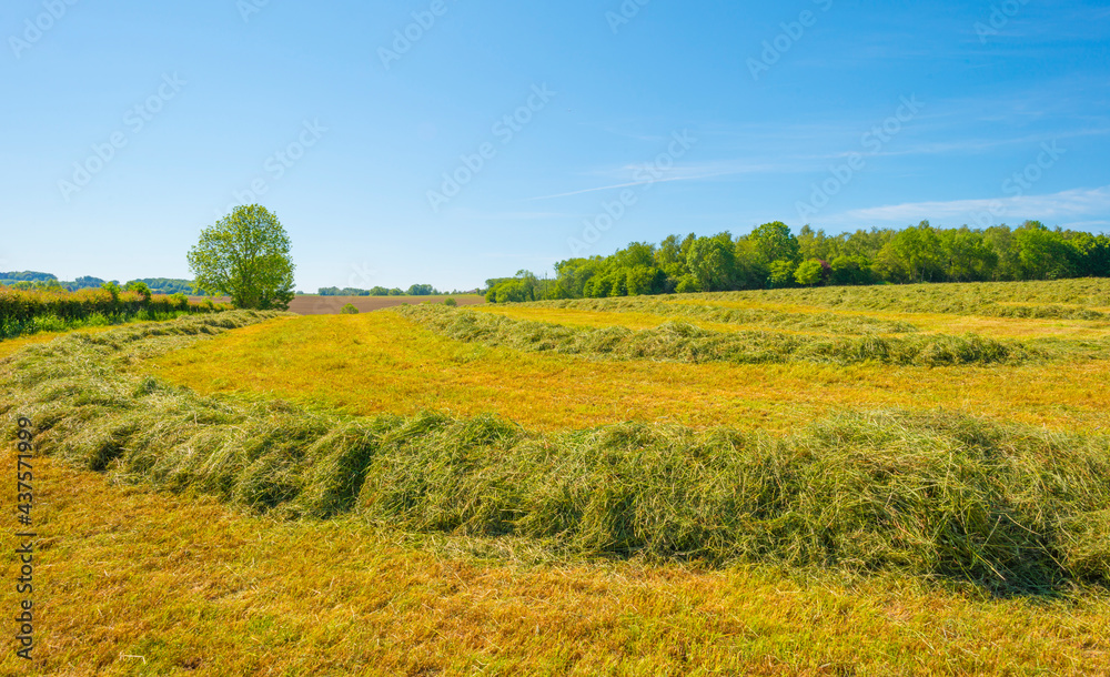 Mowed grass drying for hay in an agricultural field in the countryside under a blue sky sky in sunlight in springtime, Voeren, Limburg, Belgium, June, 2021