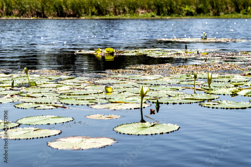 Water Lily photo