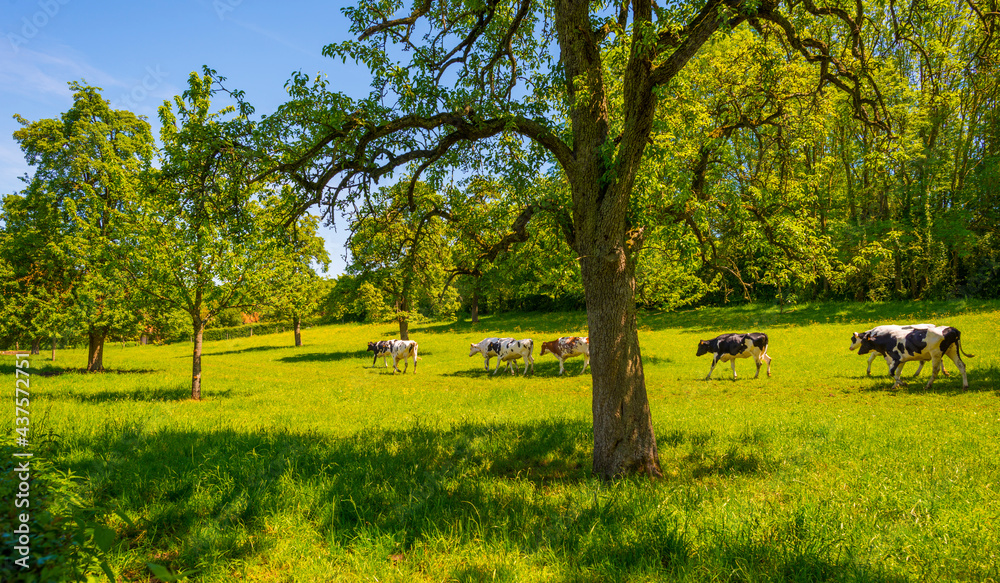 Cows in a green hilly meadow under a blue sky in sunlight in springtime, Voeren, Limburg, Belgium, June, 2021