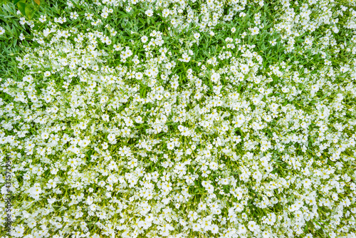 Colorful wild flowers in a green meadow in bright sunlight in springtime, Voeren, Limburg, Belgium, June, 2021