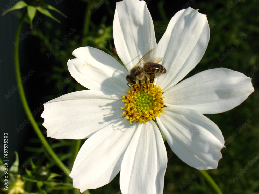 Obraz premium bee on flower