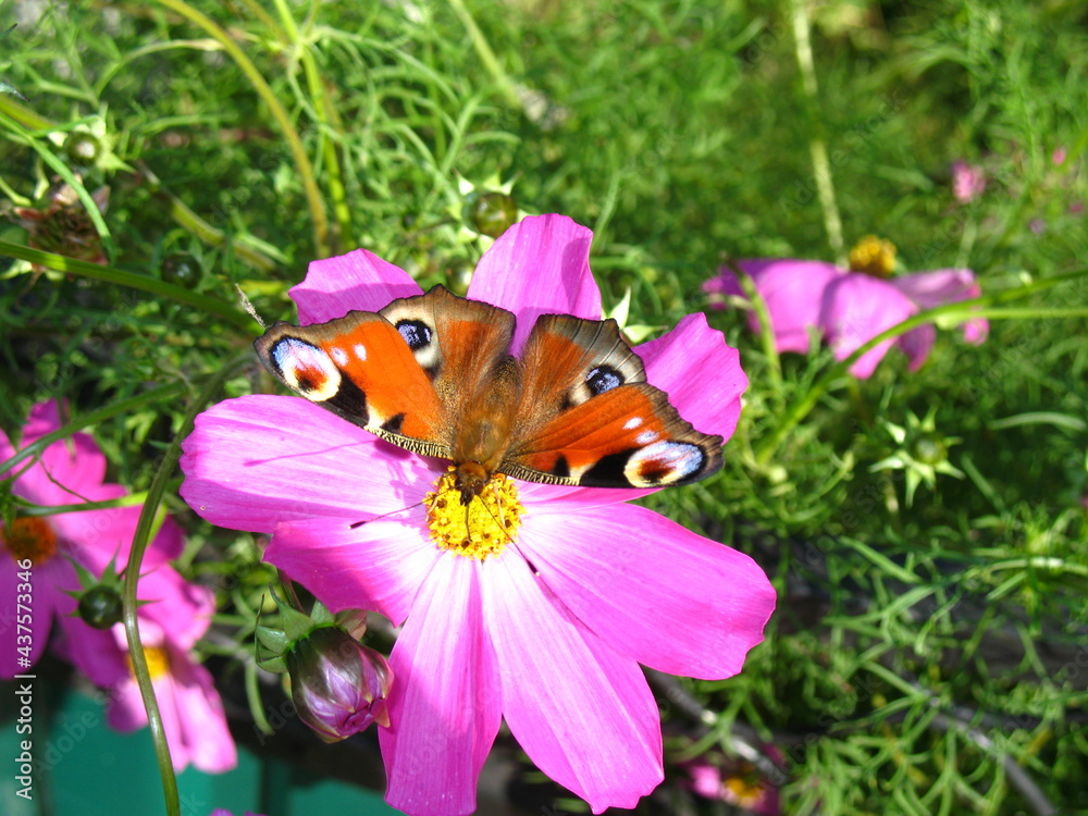 Obraz premium butterfly on flower