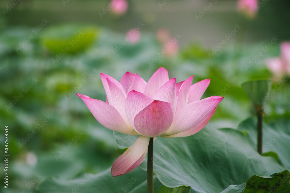 Lotus on the West Lake in Huizhou City, Guangdong Province, China Lotus on the West Lake in Huizhou City, Guangdong Province, China