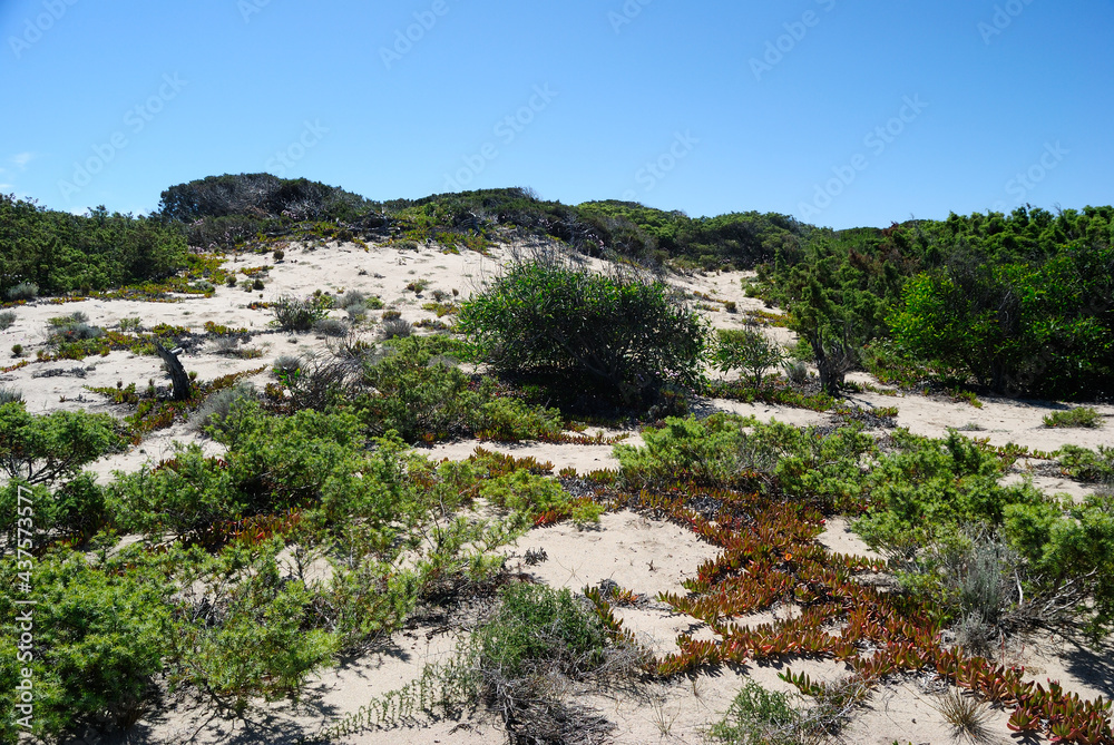 Veduta delle dune di Poltu Biancu nel comune di Badesi