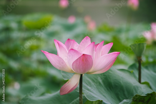 Lotus on the West Lake in Huizhou City  Guangdong Province  China