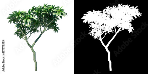 Front view of Plant (Bibit Adenium Kamboja Jepang Tumpuk 1) Tree png with alpha channel to cutout made with 3D render