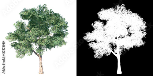 Front view of Plant (Platanus × hispanica 1) Tree png with alpha channel to cutout made with 3D render photo