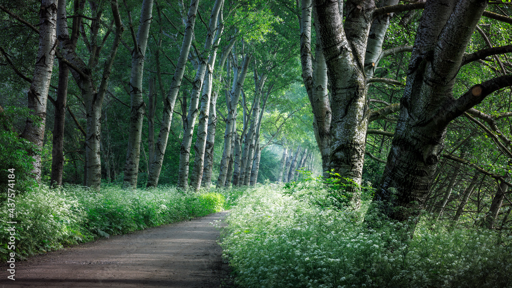 Fototapeta premium Mystical morning light on a path lined with cow parsley under trees in Broekpolder, Vlaardingen