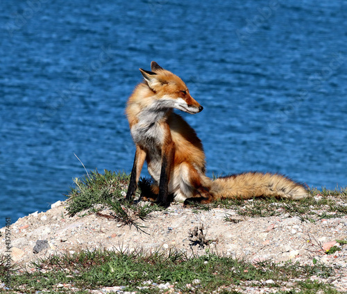 Red Fox Dad, taking a break from the Den and enjoying some quiet time in the cool breeze off of Lake Ontario, Canada. © Steve