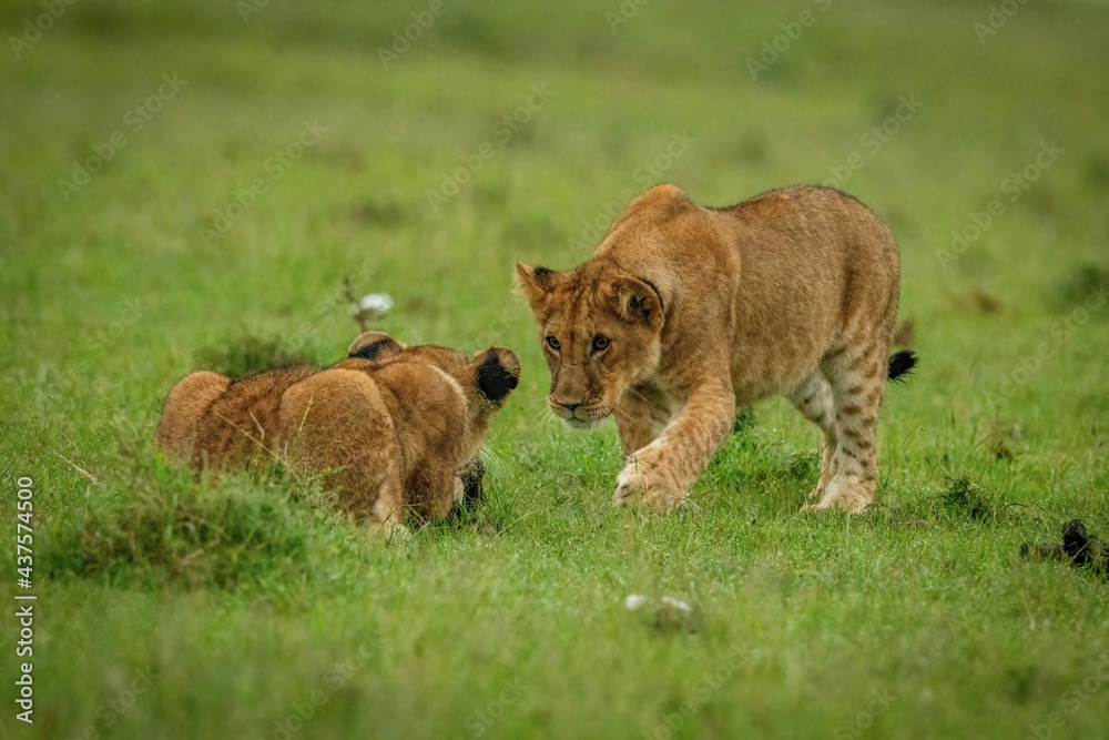 Fototapeta premium Lion cub crouches before another on grass