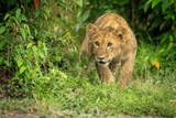 Lion cub crouches by bush staring ahead