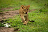 Lion cub crossing short grass past puddle