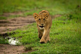 Lion cub crossing short grass looking right