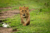 Lion cub crosses grass with paw raised