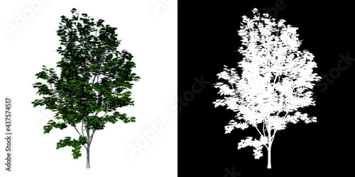 Front view of Plant (Silver Maple Acer saccharinum 1) Tree png with alpha channel to cutout made with 3D render