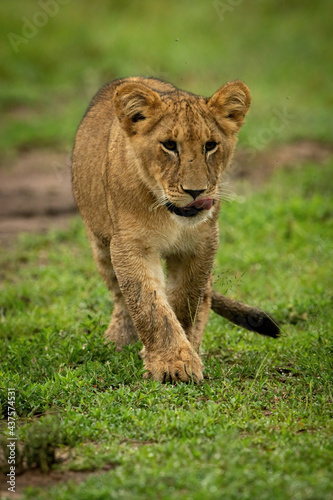 Fototapeta Naklejka Na Ścianę i Meble -  Lion cub crossing short grass licking lips