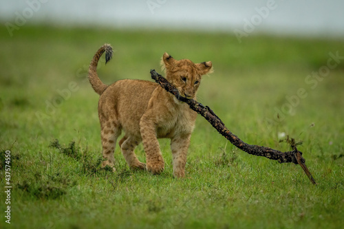 Lion cub crosses grassy plain carrying stick