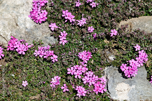 Red Campion wildfowers or Silene dioica blooms in the rock garden in the yard, Sofia, Bulgaria   