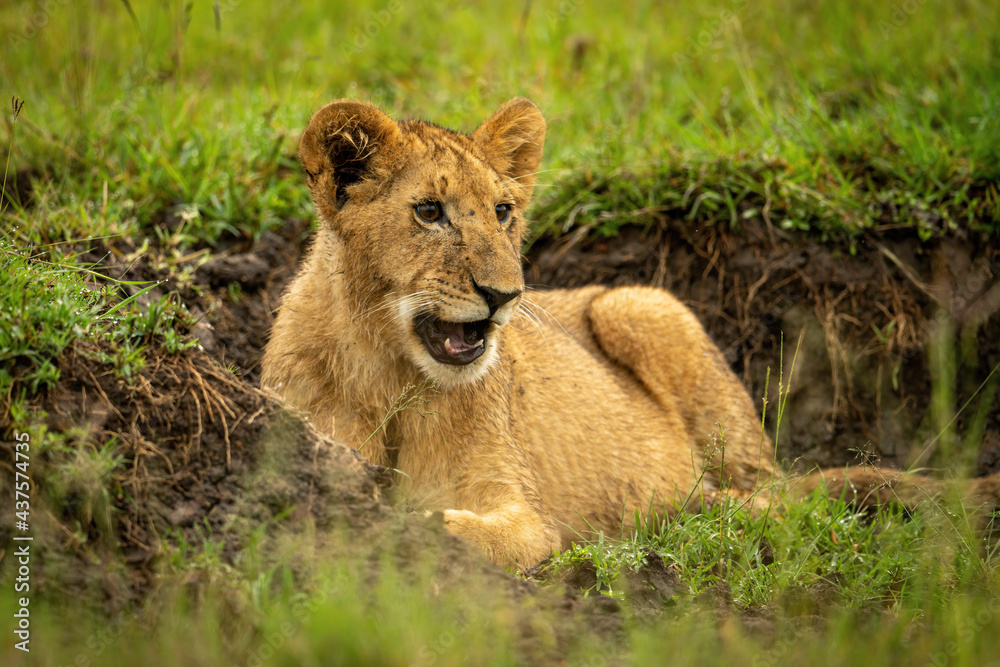 Lion cub lies opening mouth in ditch Lion cub lies opening mouth in ditch