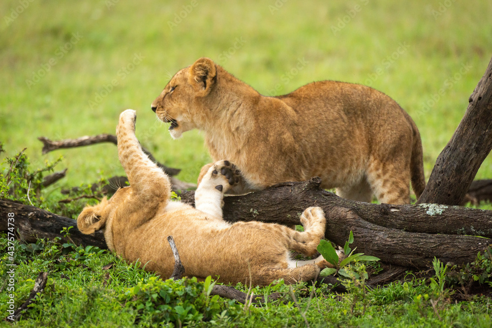 Naklejka premium Lion cub lies on back slapping another