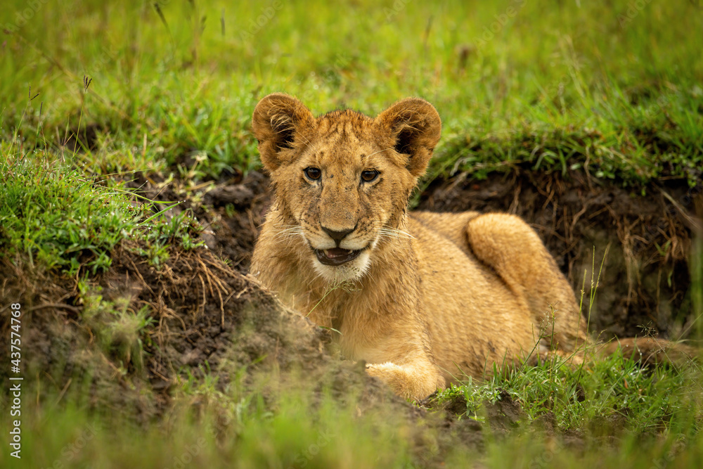 Lion cub lies in ditch opening mouth Lion cub lies in ditch opening mouth