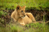 Lion cub lies in ditch looking right