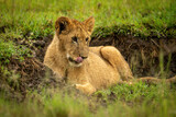 Lion cub lies in ditch licking lips