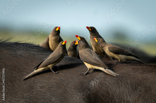 Group of yellow-billed oxpeckers perch on buffalo photo