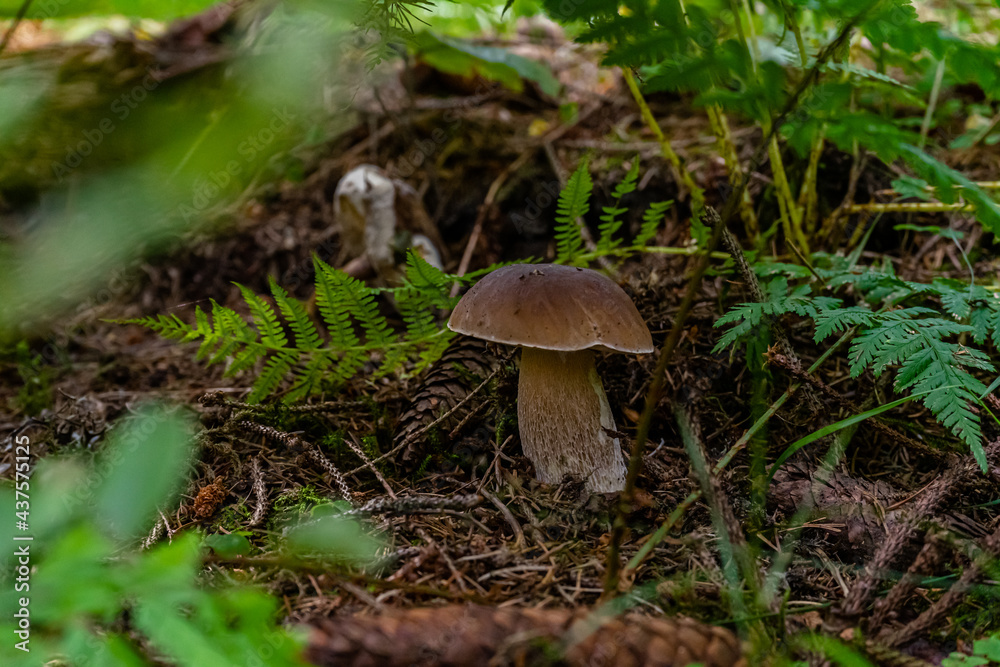 Mushroom in a Forest Bavaria Germany Mushroom in a Forest Bavaria Germany
