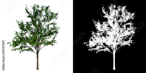 Front view of Plant (Small Oak 1) Tree png with alpha channel to cutout made with 3D render