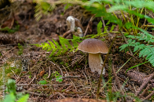 Mushroom in a Forest Bavaria Germany