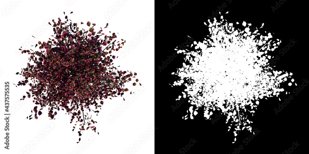 Top view of Plant (Tricolor Eropean Beech 1) Tree png with alpha channel to cutout made with 3D render Top view of Plant (Tricolor Eropean Beech 1) Tree png with alpha channel to cutout made with 3D render