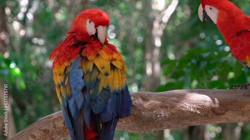 The most beautiful colors of nature Multicolored beauty animals