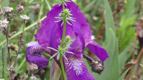 Iris, or Kasatik, or Cockerel (Lat. Iris) is a genus of perennial rhizomatous plants. Irises are found on all continents. The genus contains about 800 species with a rich variety of shapes and shades. photo