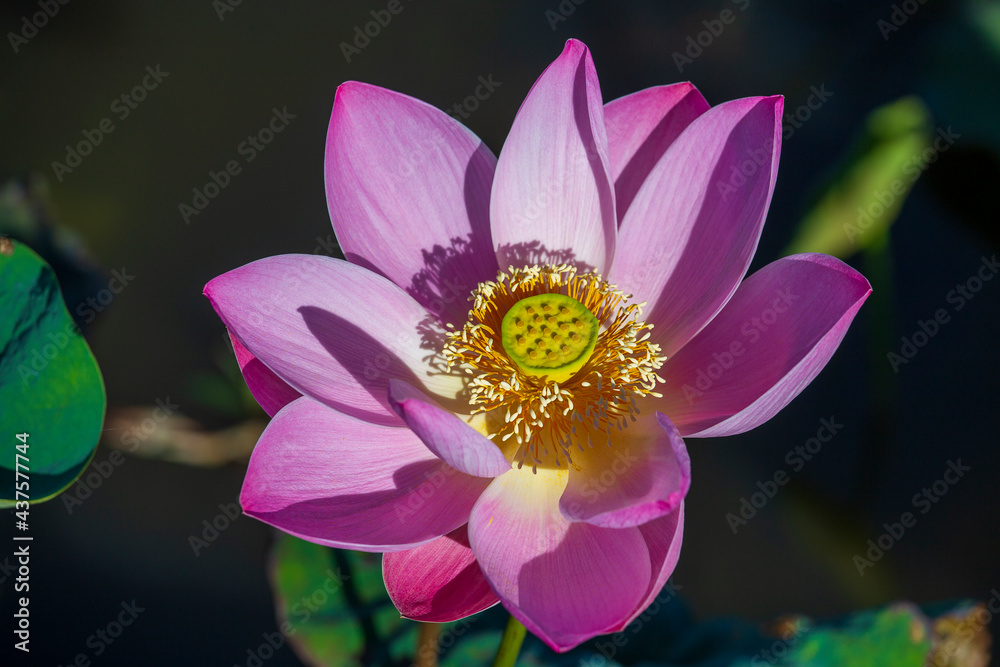 Pink water lily flower. Lotus flower in island Bali, Indonesia Pink water lily flower. Lotus flower in island Bali, Indonesia