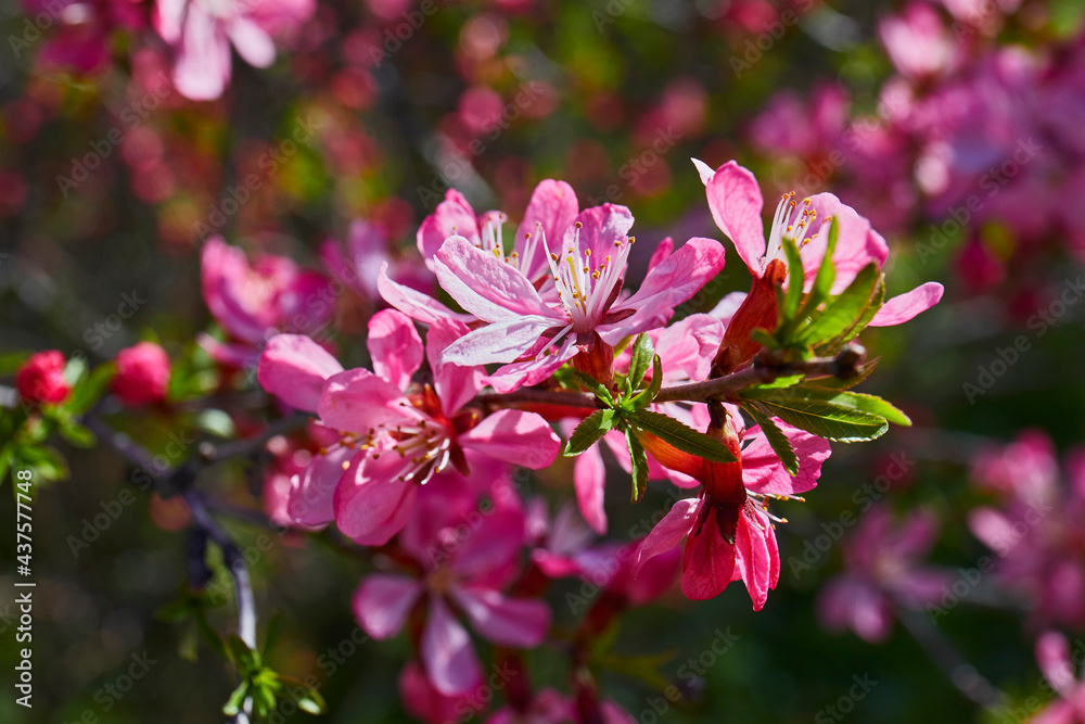 Cherry blossoms on a branch large Cherry blossoms on a branch large