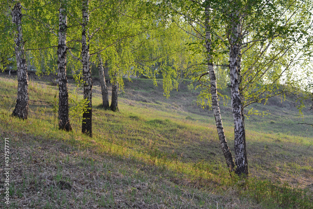 Green birch trees on the slope, in the sunlight, in the evening, in the summer. Green birch trees on the slope, in the sunlight, in the evening, in the summer.
