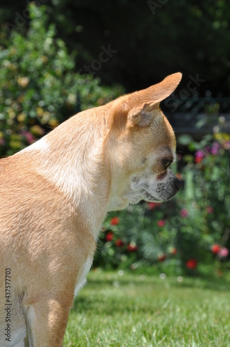 Chihuahua fauve et blanc © Virginie Gomes