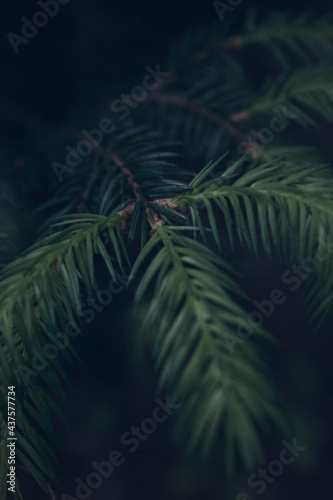 New grown pine twigs