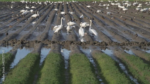 Swans bobbing as a social behavior in a ploughed field in the Skagit Valley, Western Washington..  These migratory birds winter in the Pacific Northwest in large numbers each winter along with ducks.