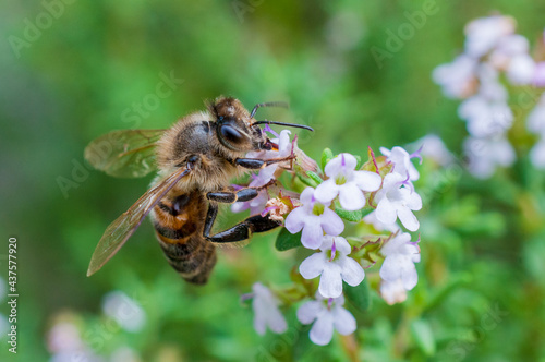 Bee sucks nectar from the flowers of a thyme plant