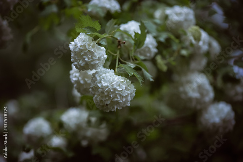 Ornamental shrub-viburnum buldenezh during flowering
