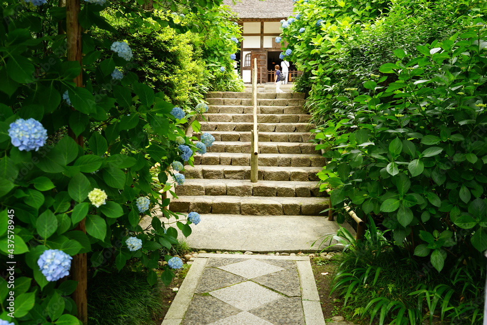 Paved path surrounded by Blue Hydrangea flower - 青い紫陽花の花 通路