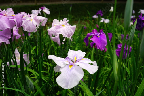 Beautiful purple Iris flower in Japan -                             