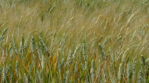 video campi di grano 4k