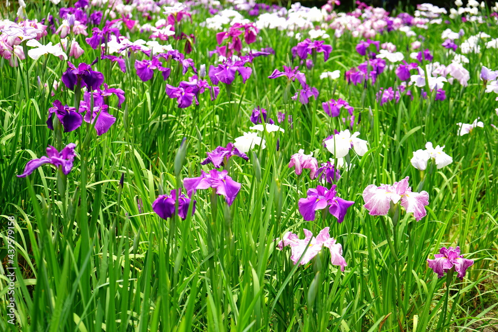 Beautiful purple Iris flower in Japan - 紫色の菖蒲の花 日本