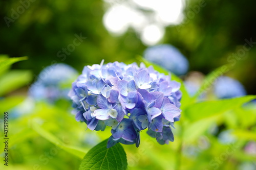 Blue Hydrangea flower on blurred background -                      